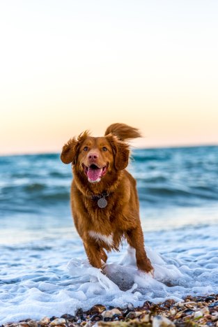 La felicità di un cane che gioca tra le onde